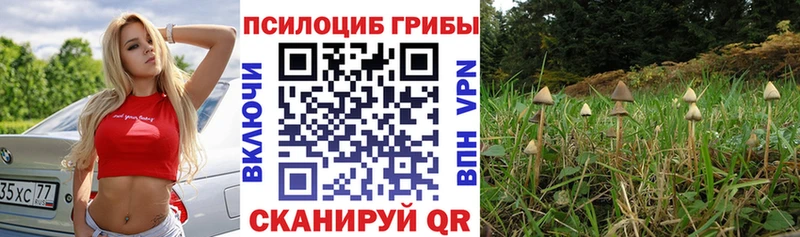 Псилоцибиновые грибы Cubensis  Купить закладки  Усмань 